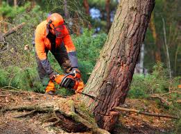 Best Hazardous Tree Removal  in Leipsic, OH